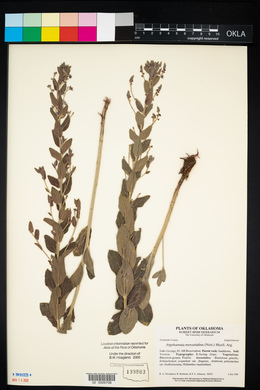 Argythamnia mercurialina image