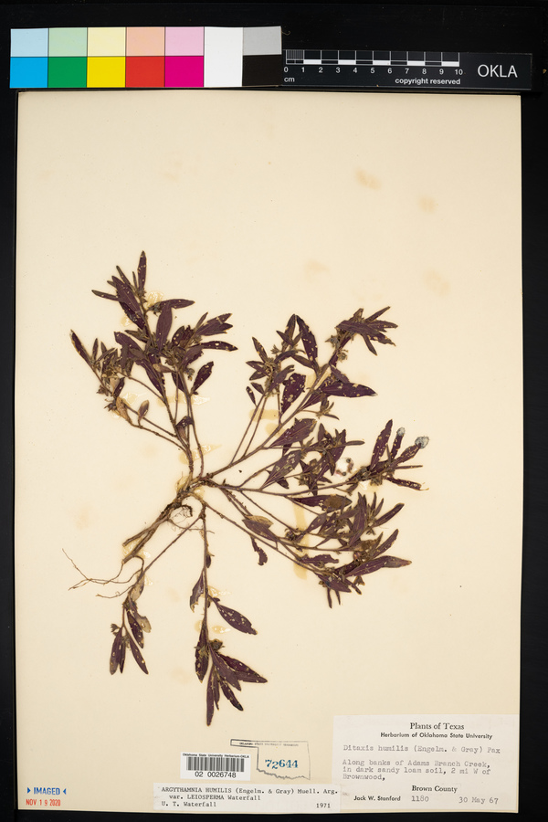 Argythamnia humilis var. leiosperma image