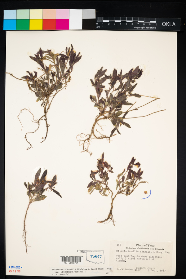 Argythamnia humilis var. leiosperma image