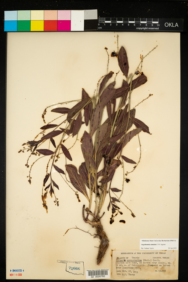 Argythamnia simulans image