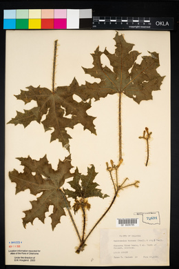 Cnidoscolus texanus image