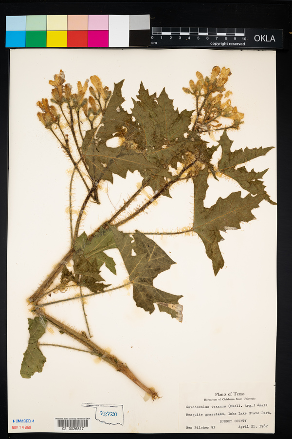 Cnidoscolus texanus image