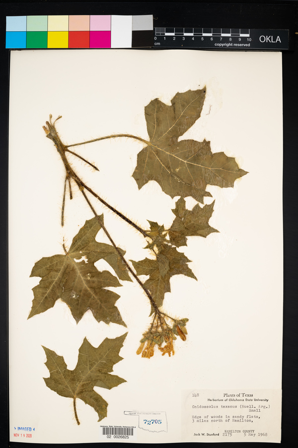 Cnidoscolus texanus image