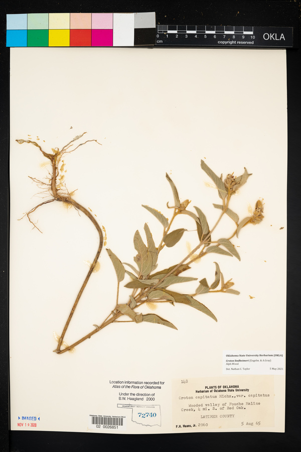Croton lindheimeri image