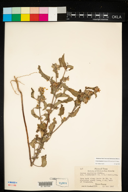 Croton heptalon image