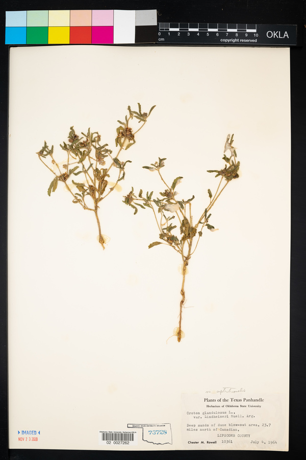Croton glandulosus var. septentrionalis image