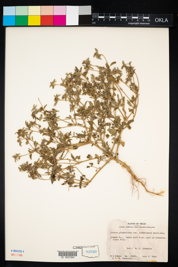 Croton glandulosus var. lindheimeri image