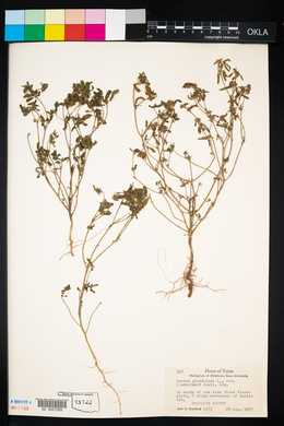 Croton glandulosus var. lindheimeri image