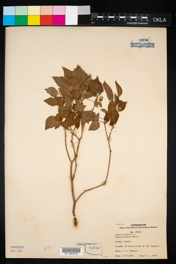 Croton humilis image