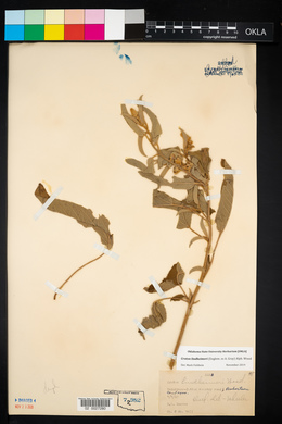 Croton lindheimeri image