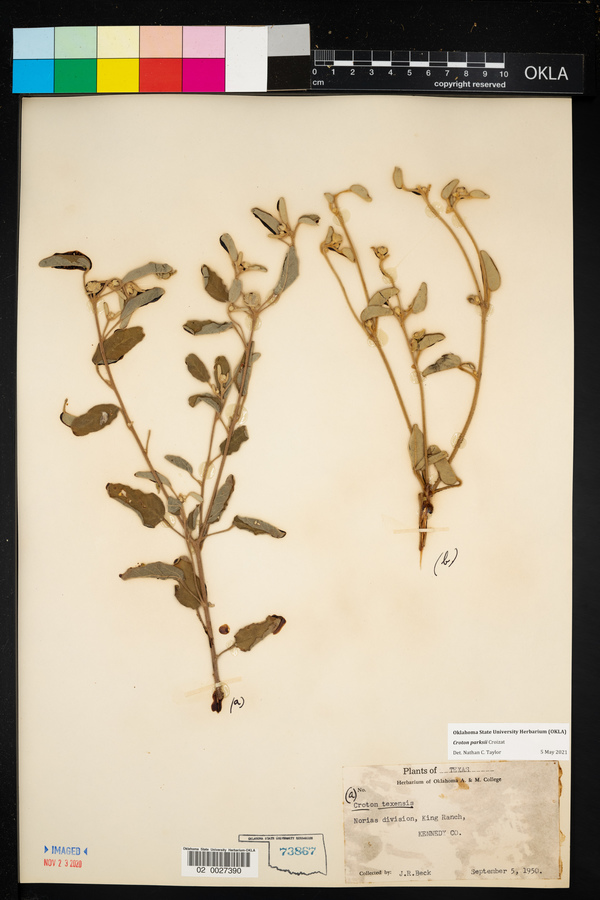 Croton parksii image