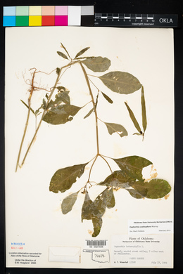 Euphorbia cyathophora image