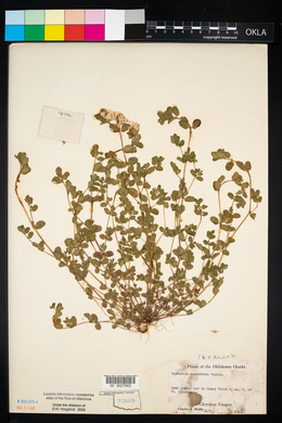 Euphorbia humistrata image