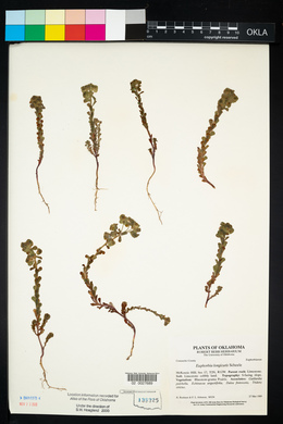 Euphorbia longicruris image