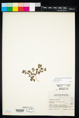 Lespedeza stipulacea image