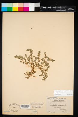 Euphorbia prostrata image