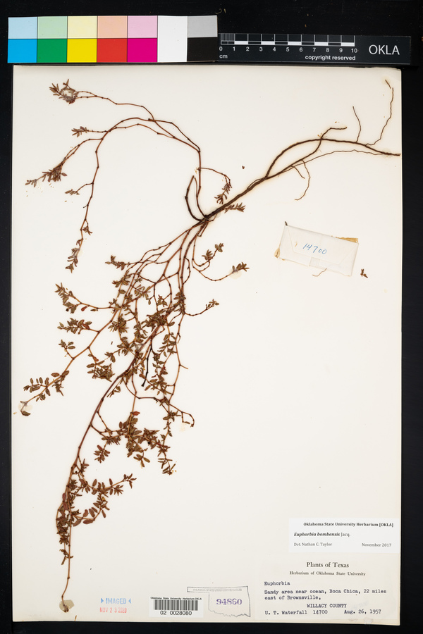 Chamaesyce bombensis image