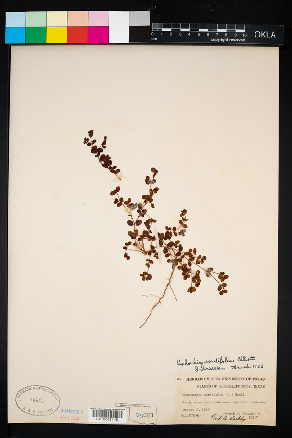 Euphorbia cordifolia image