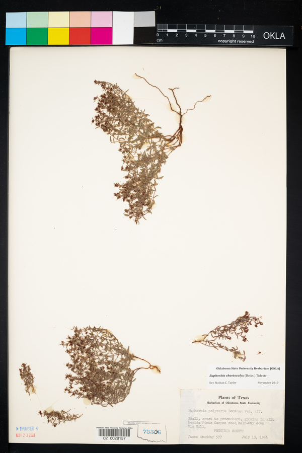 Chamaesyce chaetocalyx image