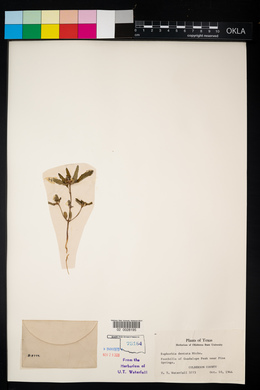 Euphorbia davidii image