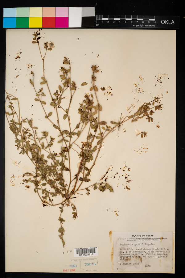 Euphorbia geyeri image