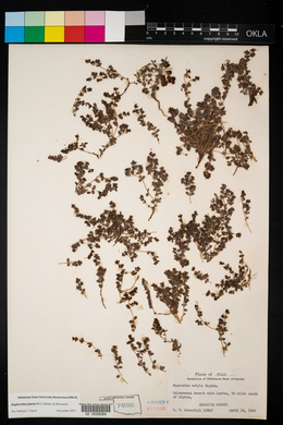 Euphorbia jejuna image