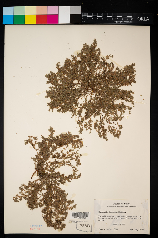 Euphorbia laredana image