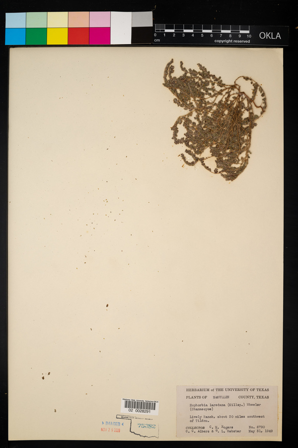 Euphorbia laredana image