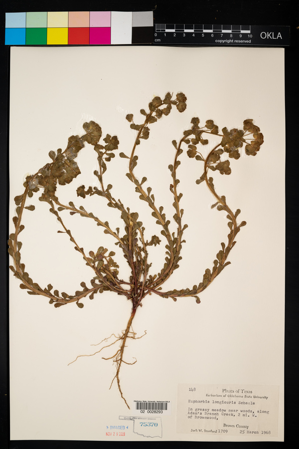 Euphorbia longicruris image