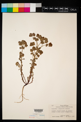 Euphorbia longicruris image