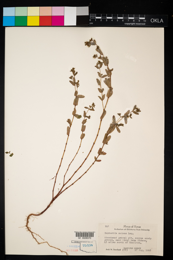 Euphorbia nutans image
