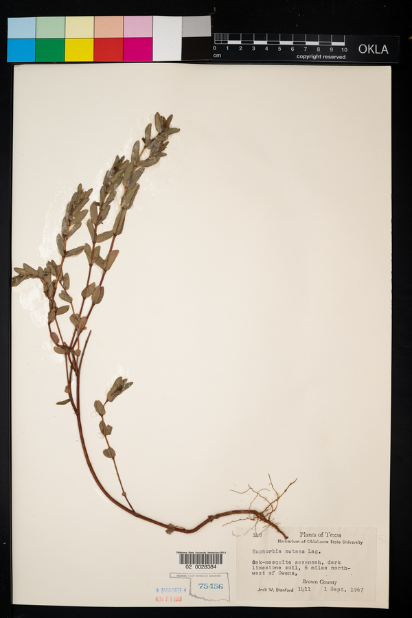 Euphorbia nutans image