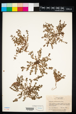 Chamaesyce serpyllifolia ssp. serpyllifolia image