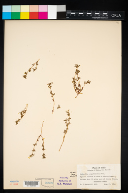 Chamaesyce serpyllifolia ssp. serpyllifolia image