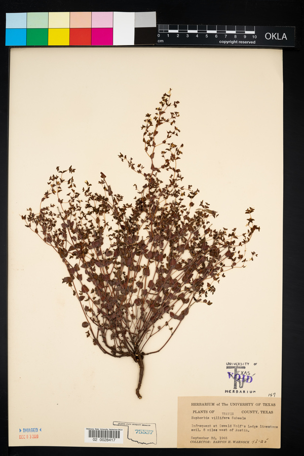 Chamaesyce villifera image
