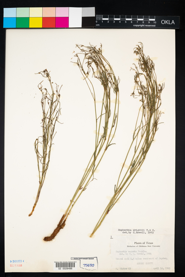 Euphorbia wrightii image