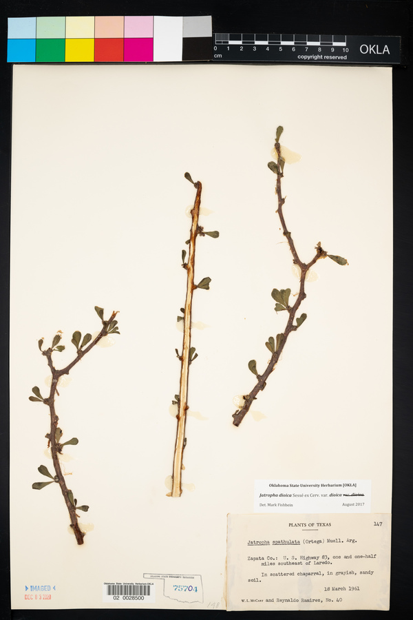 Jatropha dioica var. dioica image