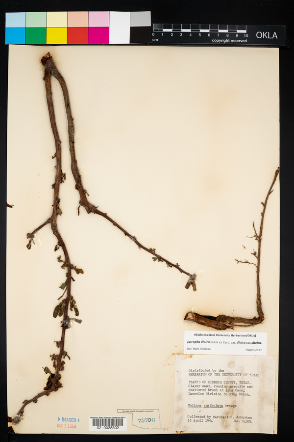 Jatropha dioica var. dioica image