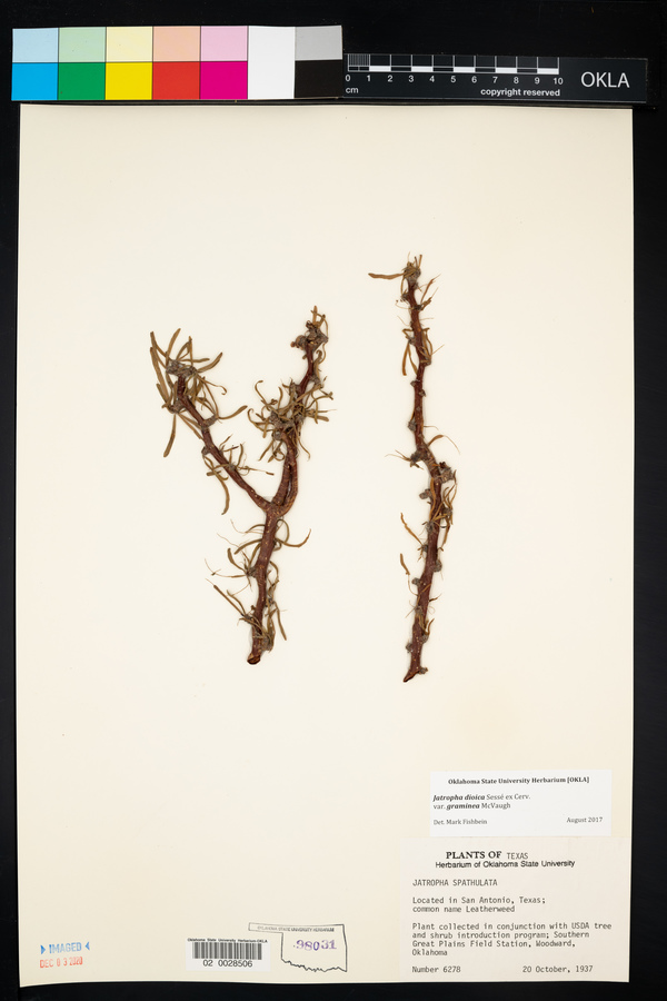 Jatropha dioica var. graminea image