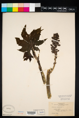 Ricinus communis image