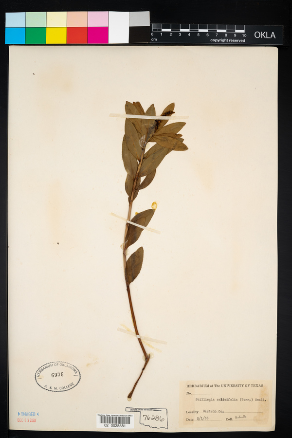 Stillingia sylvatica ssp. sylvatica image