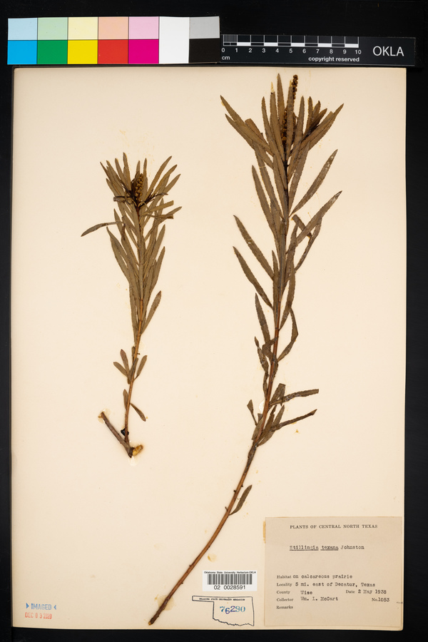 Stillingia texana image