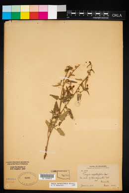 Tragia betonicifolia image