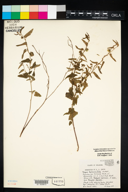 Tragia betonicifolia image