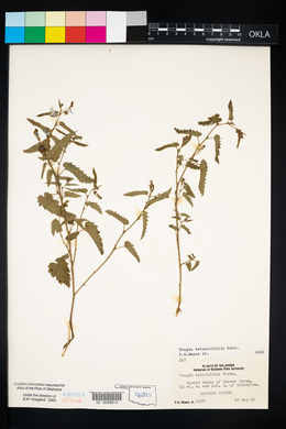 Tragia betonicifolia image