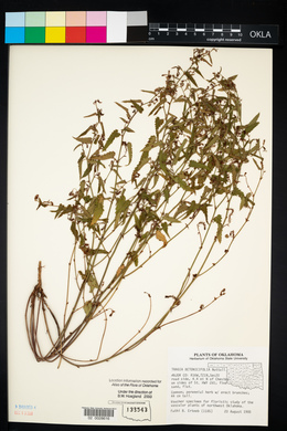 Tragia betonicifolia image