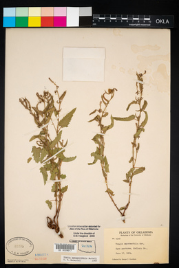 Tragia betonicifolia image