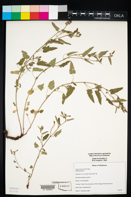 Tragia betonicifolia image