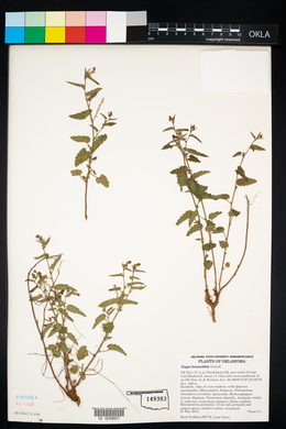 Tragia betonicifolia image