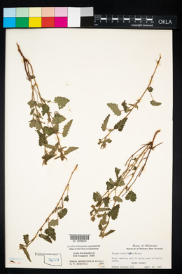 Tragia betonicifolia image